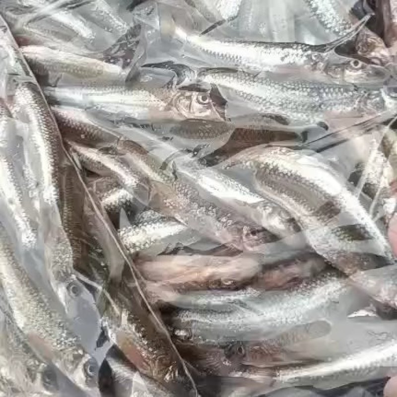 棍子鱼，船丁鱼，棒棒鱼，马口鱼，虫唇鱼，餐条鱼