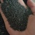 油菜籽