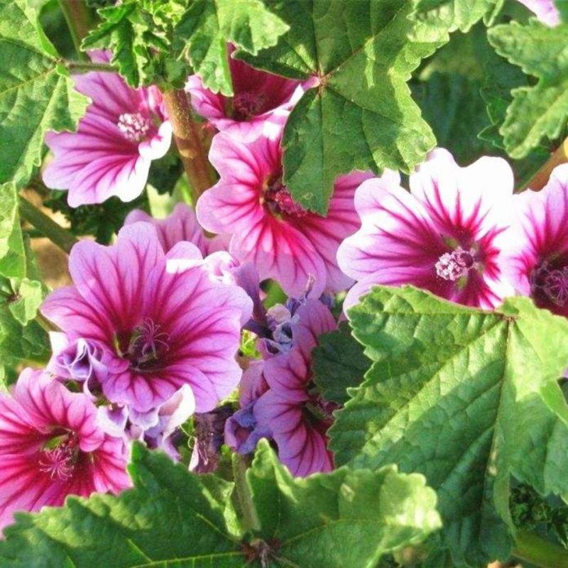 锦葵花种子荆葵四季可播易种花卉种子庭院植物多年生耐旱耐寒