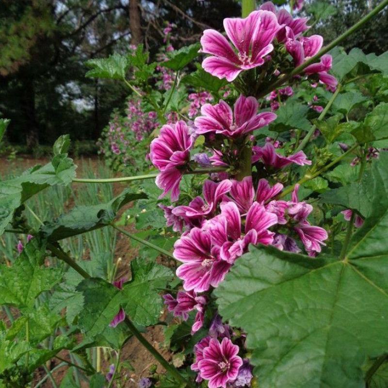 锦葵花种子荆葵四季可播易种花卉种子庭院植物多年生耐旱耐寒