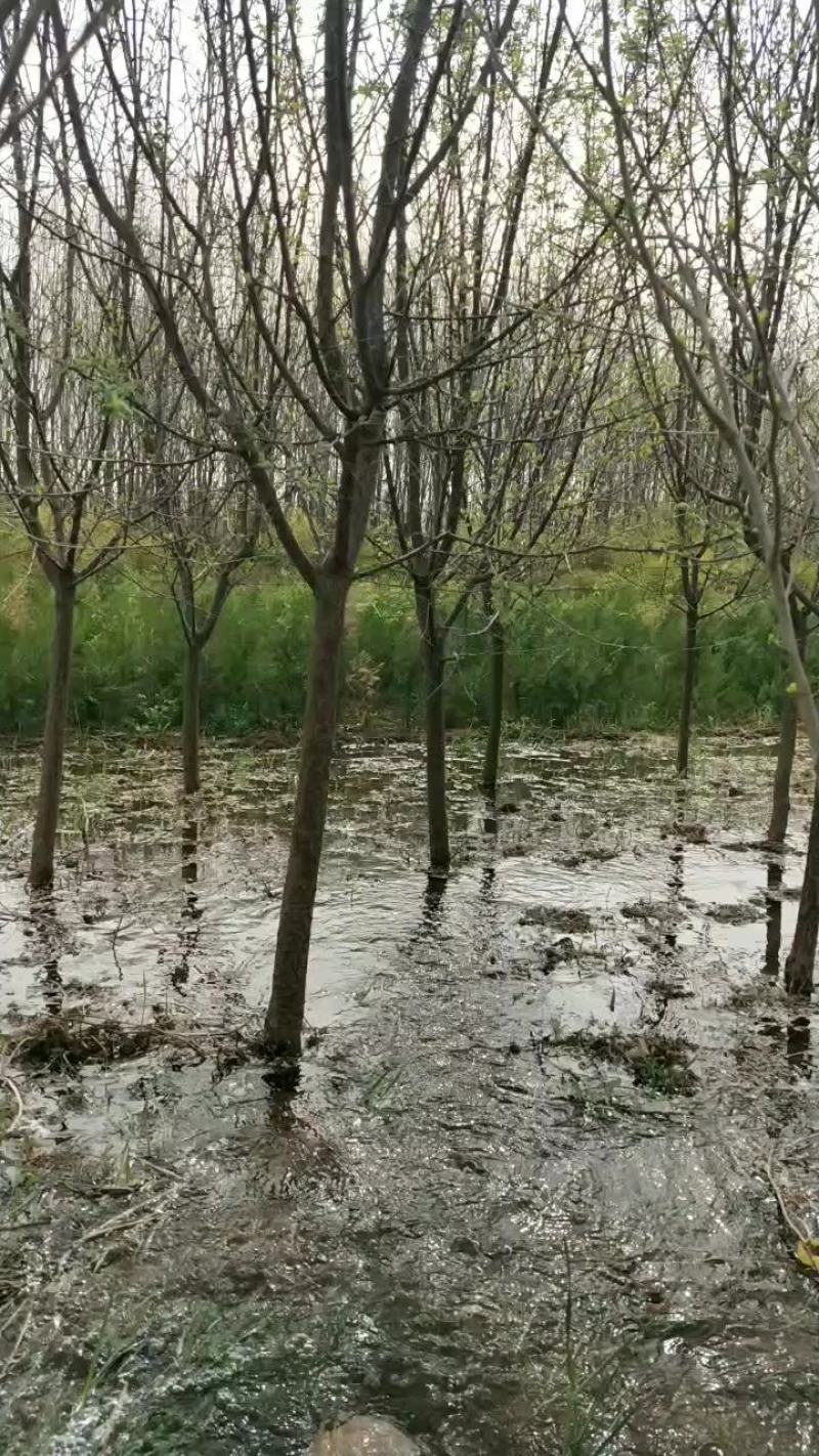 山杏
