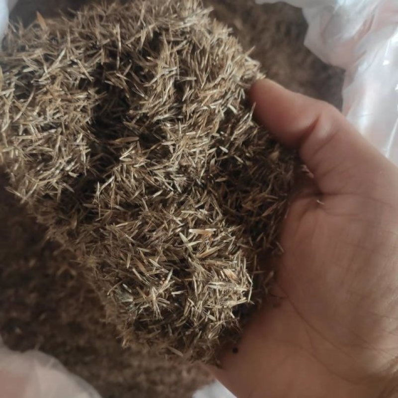 地胆头种子
