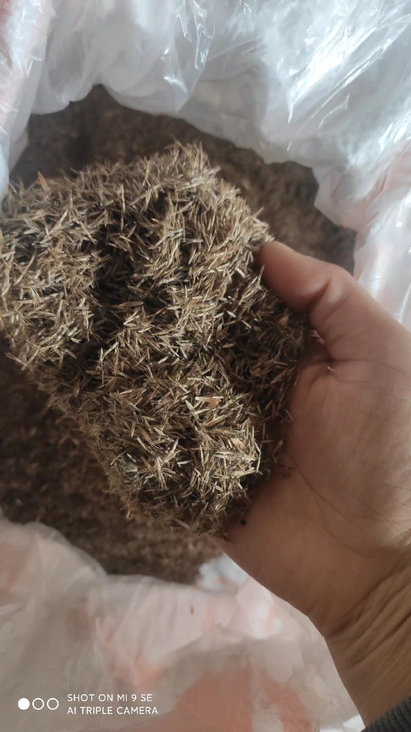 地胆头种子