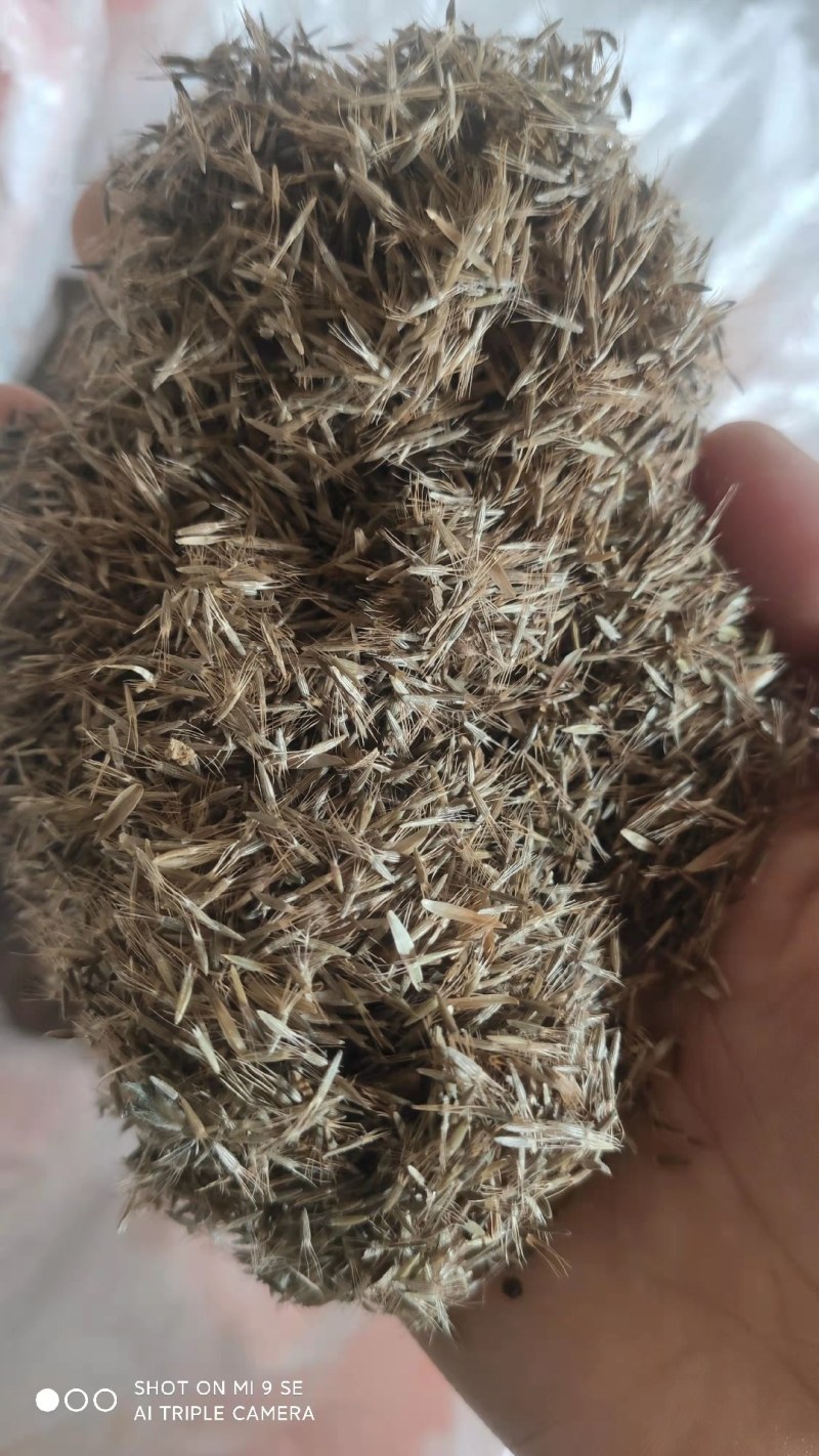 地胆头种子
