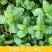 薄荷种子柠檬薄荷提神食用四季播种盆栽室内驱蚊植物易活花卉