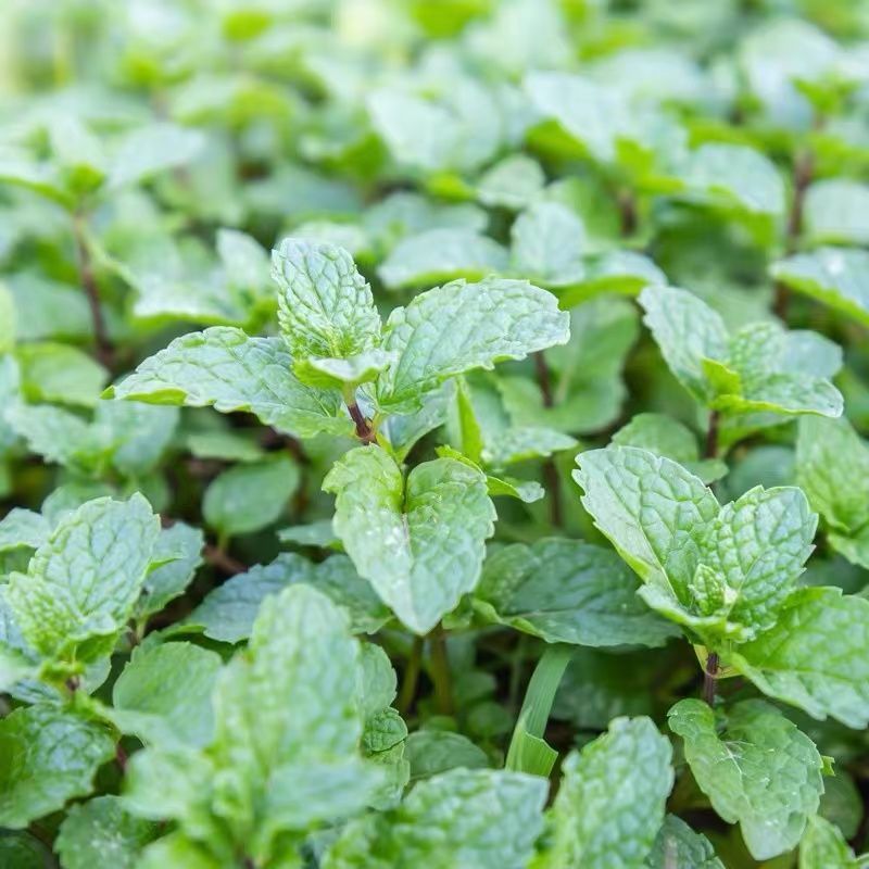 薄荷种子柠檬薄荷提神食用四季播种盆栽室内驱蚊植物易活花卉
