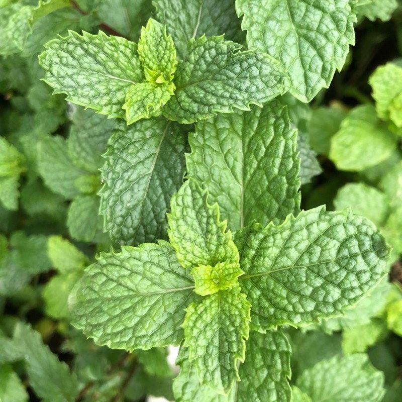 薄荷种子柠檬薄荷提神食用四季播种盆栽室内驱蚊植物易活花卉