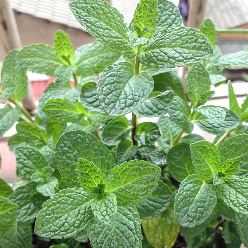 薄荷种子柠檬薄荷提神食用四季播种盆栽室内驱蚊植物易活花卉