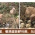 【赠送卤料】160枚农家杂粮喂养新鲜生鹌鹑蛋新鲜120