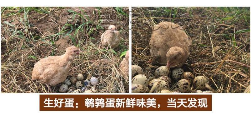 【赠送卤料】160枚农家杂粮喂养新鲜生鹌鹑蛋新鲜120