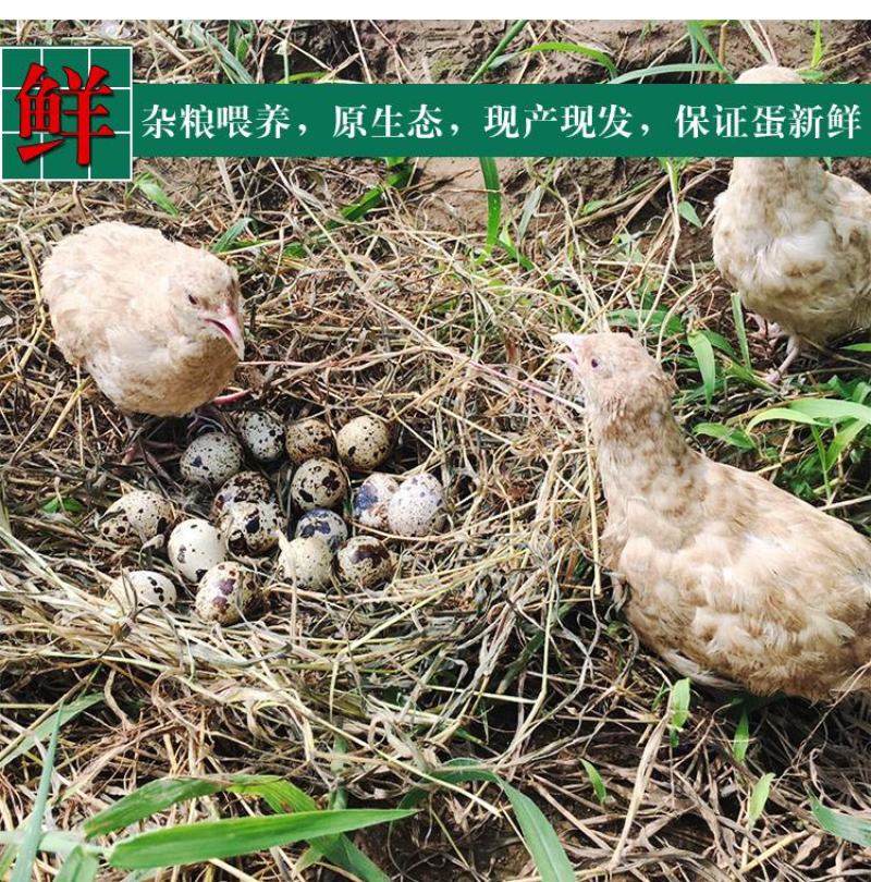 【赠送卤料】160枚农家杂粮喂养新鲜生鹌鹑蛋新鲜120