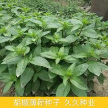 胡椒薄荷种子花草四季可播易种室内阳台盆栽花卉植物