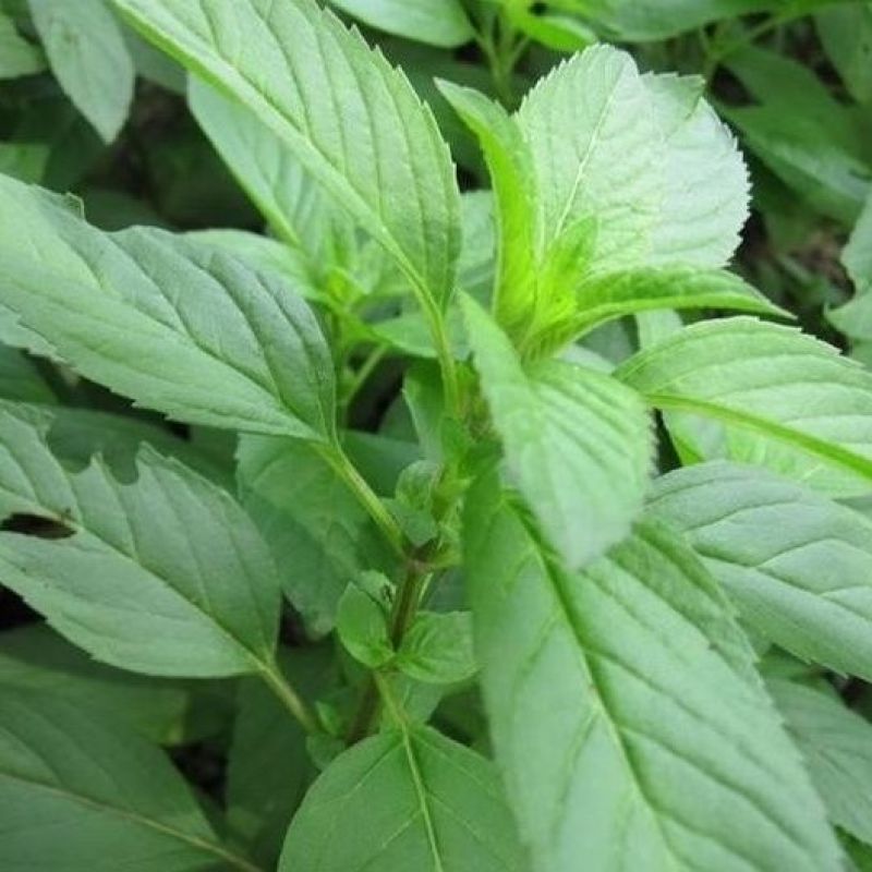 胡椒薄荷种子花草四季可播易种室内阳台盆栽花卉植物