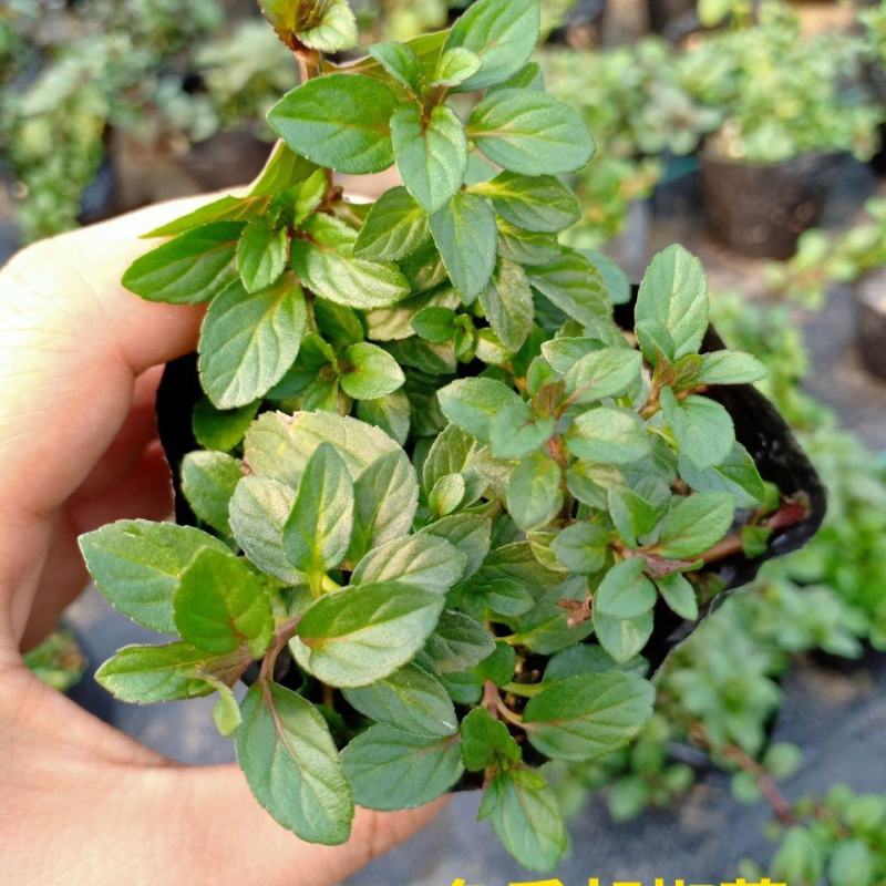 胡椒薄荷种子花草四季可播易种室内阳台盆栽花卉植物
