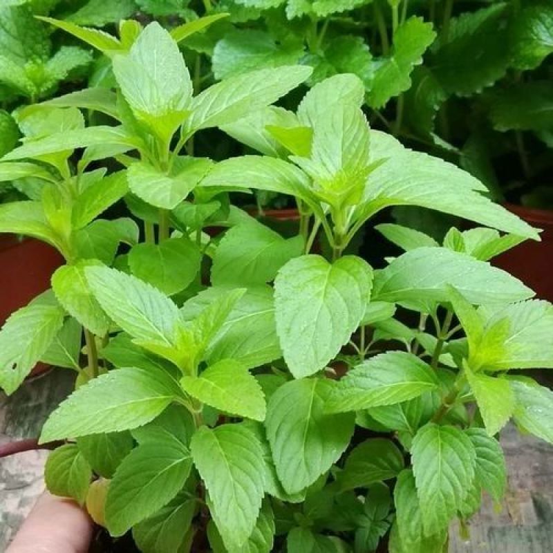 胡椒薄荷种子花草四季可播易种室内阳台盆栽花卉植物