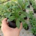 胡椒薄荷种子花草四季可播易种室内阳台盆栽花卉植物
