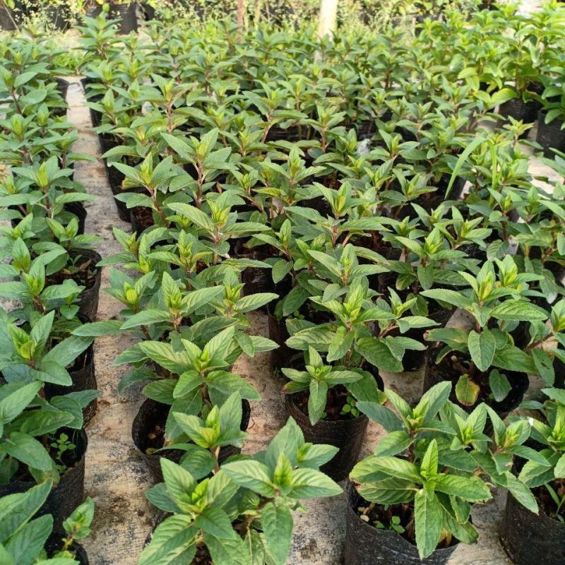 胡椒薄荷种子花草四季可播易种室内阳台盆栽花卉植物