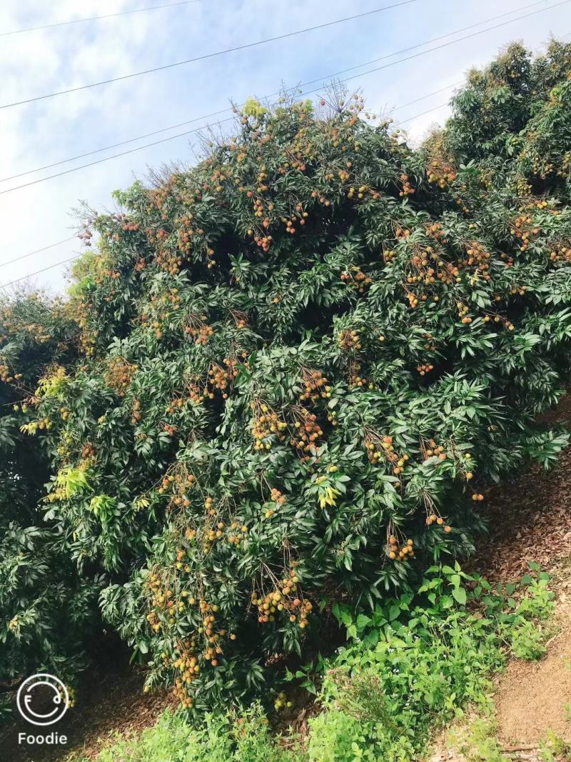 广东茂名妃子笑荔枝
