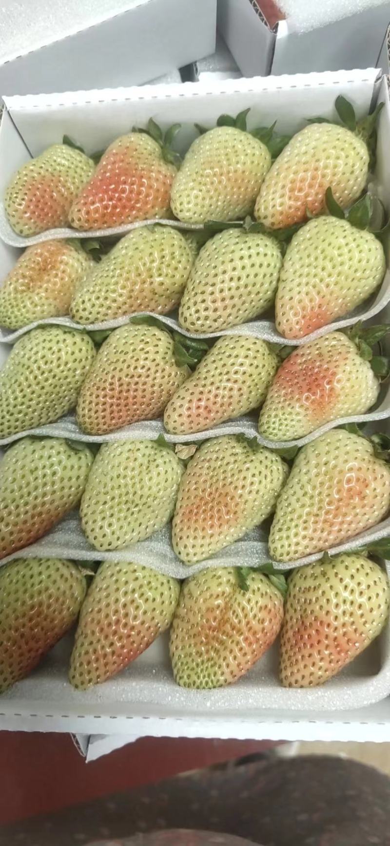蒙特瑞大量上货，需要的来撩咯，产地自产自销哦