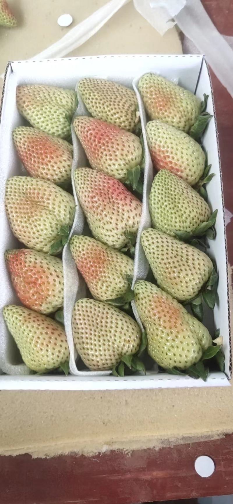 蒙特瑞大量上货，需要的来撩咯，产地自产自销哦