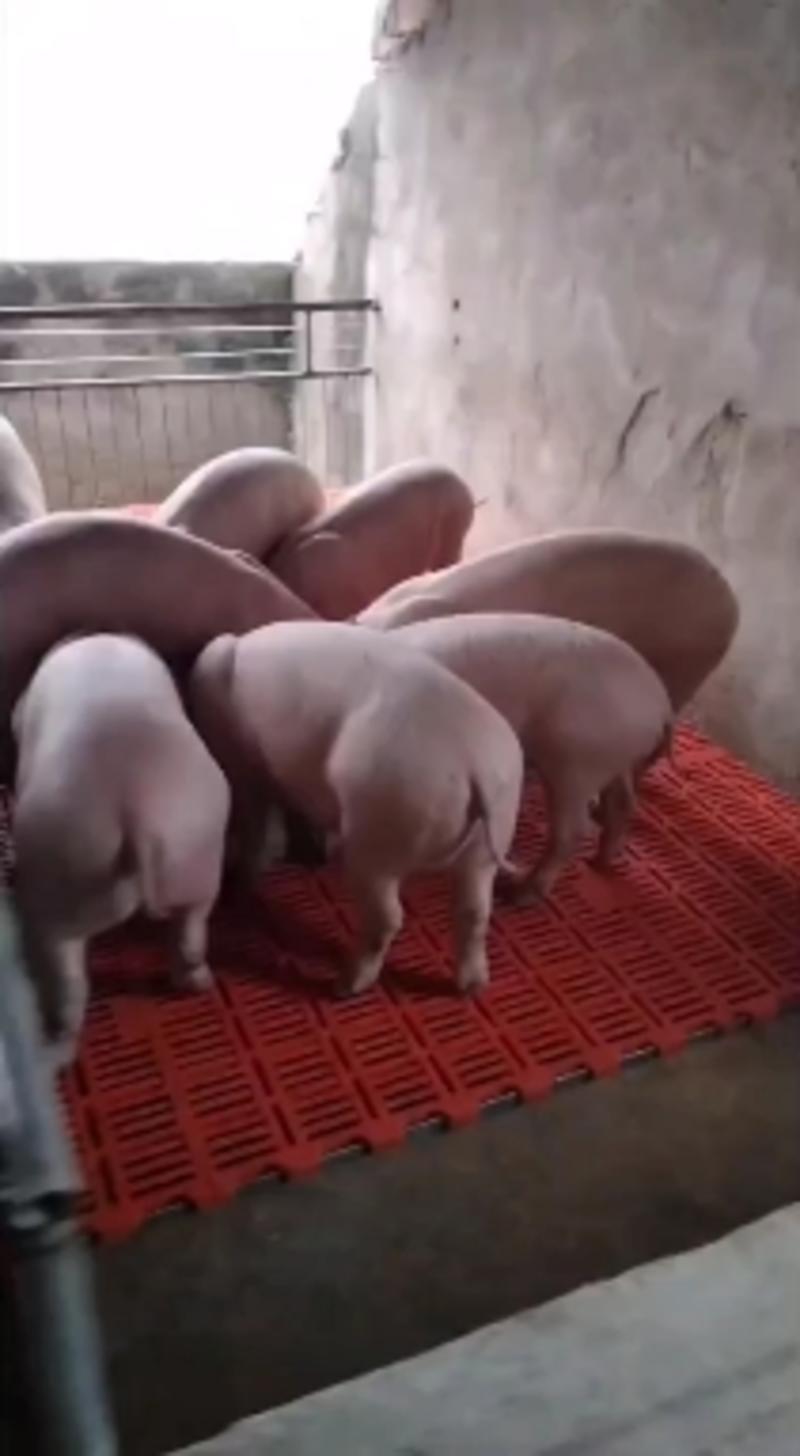 三元仔猪批发猪苗价格行情送猪到家品种齐全猪厂