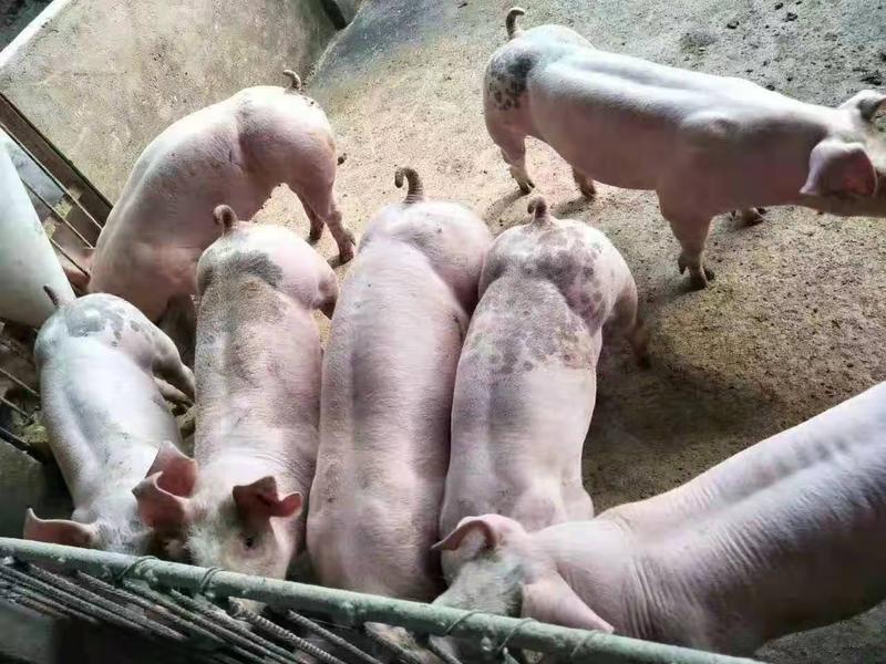 三元仔猪批发猪苗价格行情送猪到家品种齐全猪厂