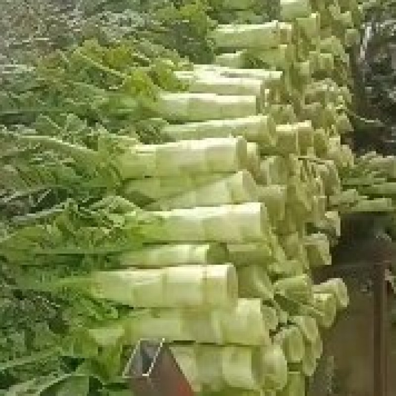 红笋上市需要的联系