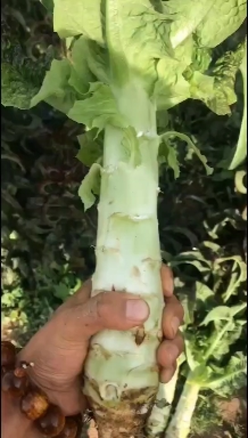 红笋上市需要的联系