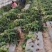 红笋上市需要的联系