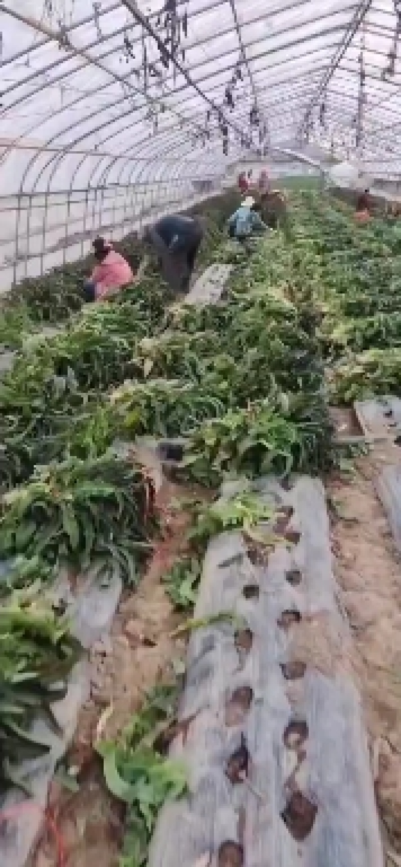 红笋上市需要的联系