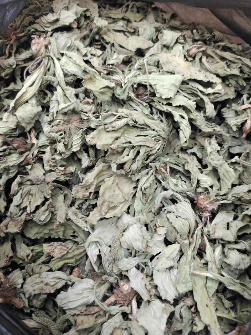 车前草（车辙菜）山东临沂产地直销新货颜色青绿干净无杂质