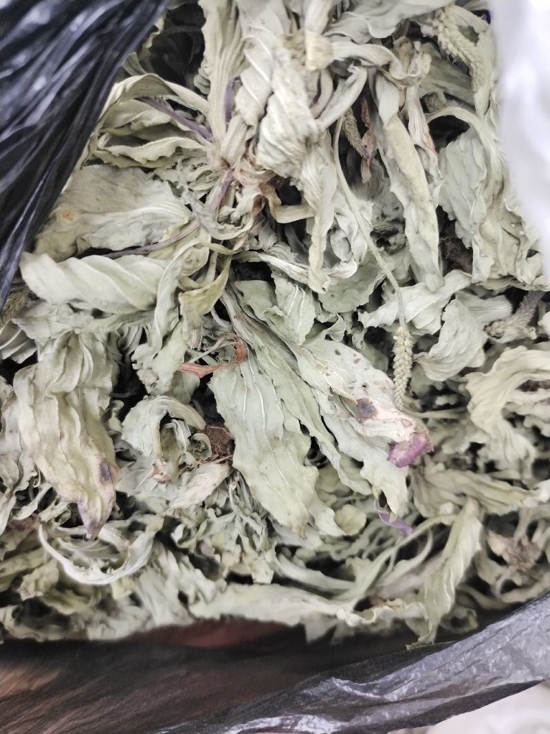 车前草（车辙菜）山东临沂产地直销新货颜色青绿干净无杂质