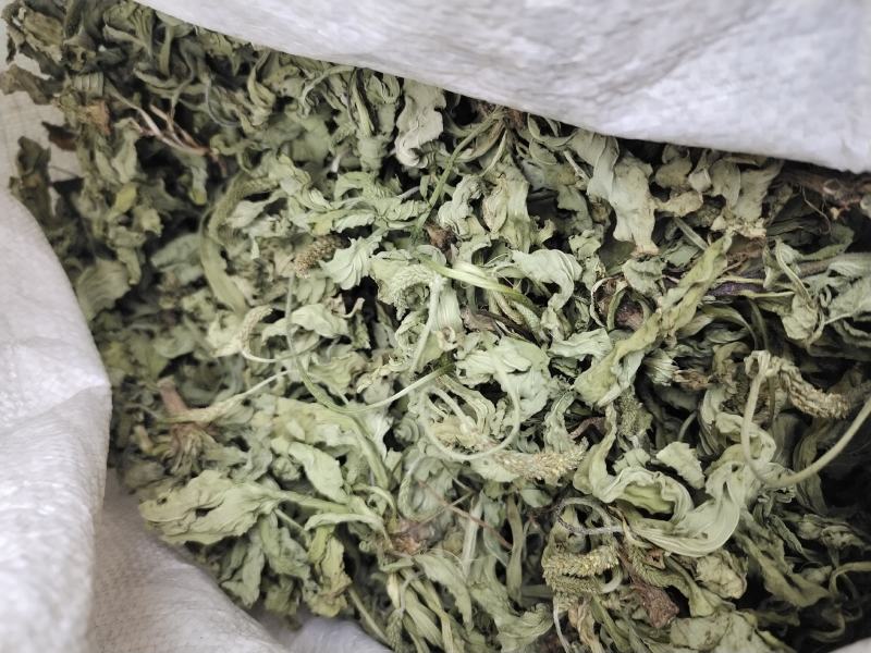 车前草（车辙菜）山东临沂产地直销新货颜色青绿干净无杂质