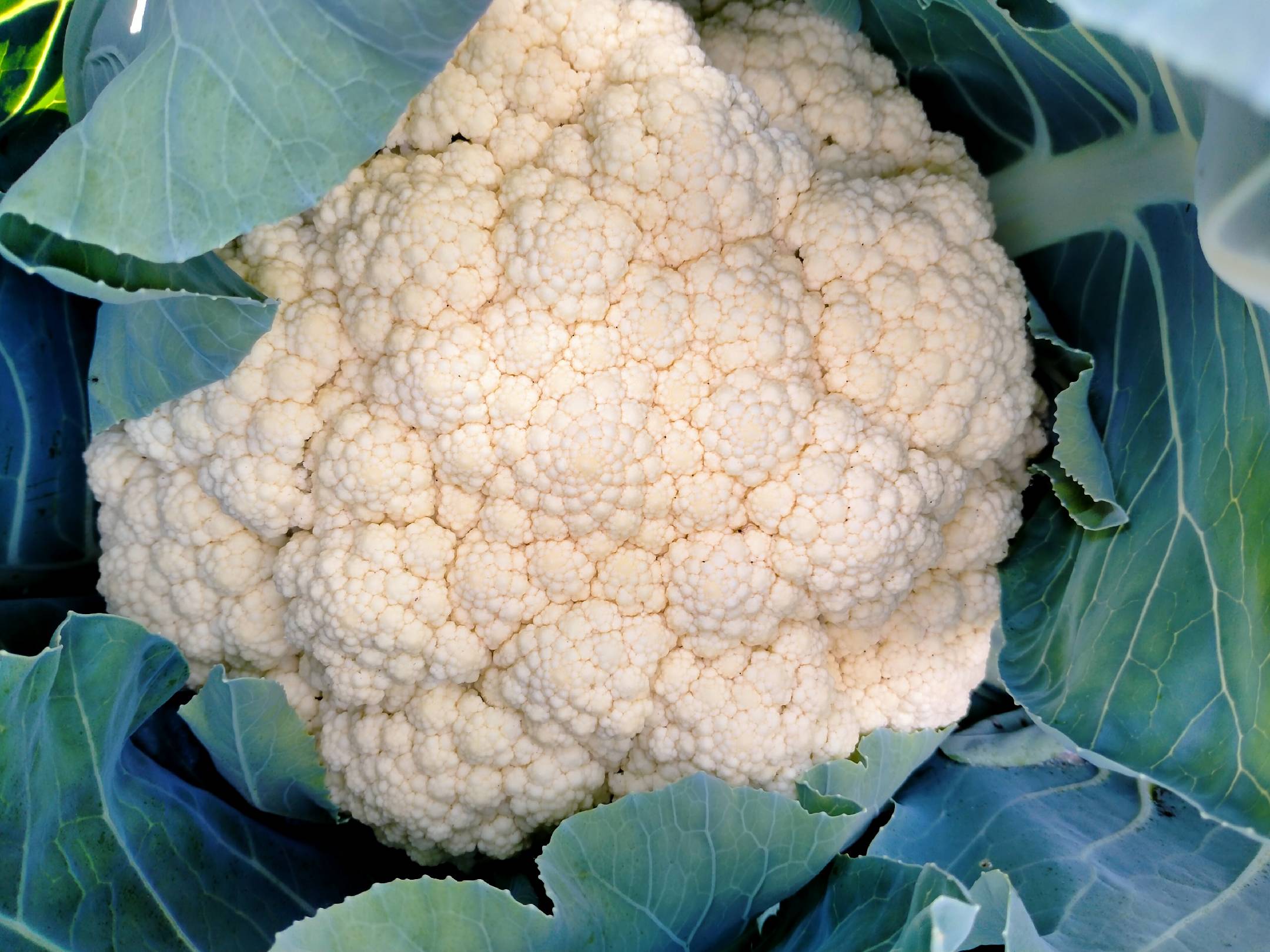 鸡冠菜花壮物的特写图,展现其独特的花球结构与鲜艳色彩 鸡冠菜花壮物的特写图
