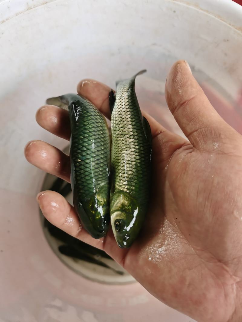 草鱼苗产地直销，吃料猛，生长快，抗病能力强。