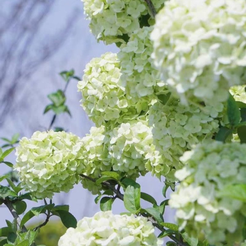 中华木绣球花树苗盆栽白色大花绣球斗球麻马球花卉绿植物阳台