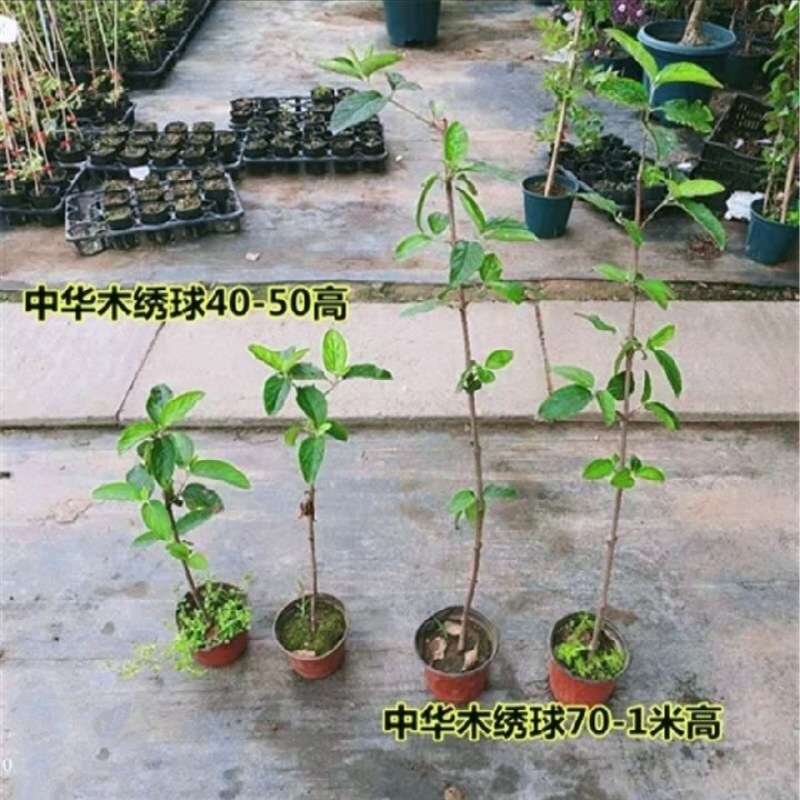 中华木绣球花树苗盆栽白色大花绣球斗球麻马球花卉绿植物阳台