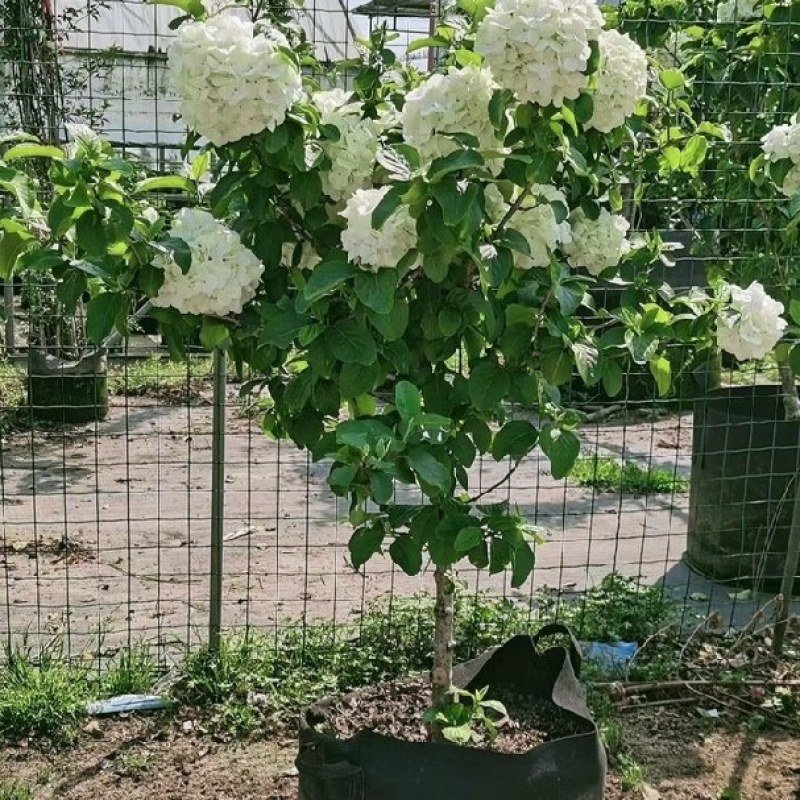 中华木绣球花树苗盆栽白色大花绣球斗球麻马球花卉绿植物阳台