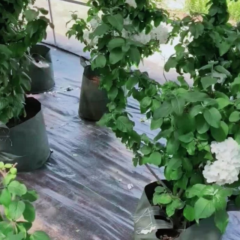 中华木绣球花树苗盆栽白色大花绣球斗球麻马球花卉绿植物阳台