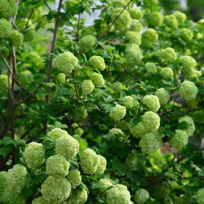 中华木绣球花树苗盆栽白色大花绣球斗球麻马球花卉绿植物阳台