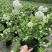 中华木绣球花树苗盆栽白色大花绣球斗球麻马球花卉绿植物阳台