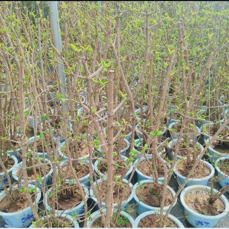 中华木绣球花树苗盆栽白色大花绣球斗球麻马球花卉绿植物阳台