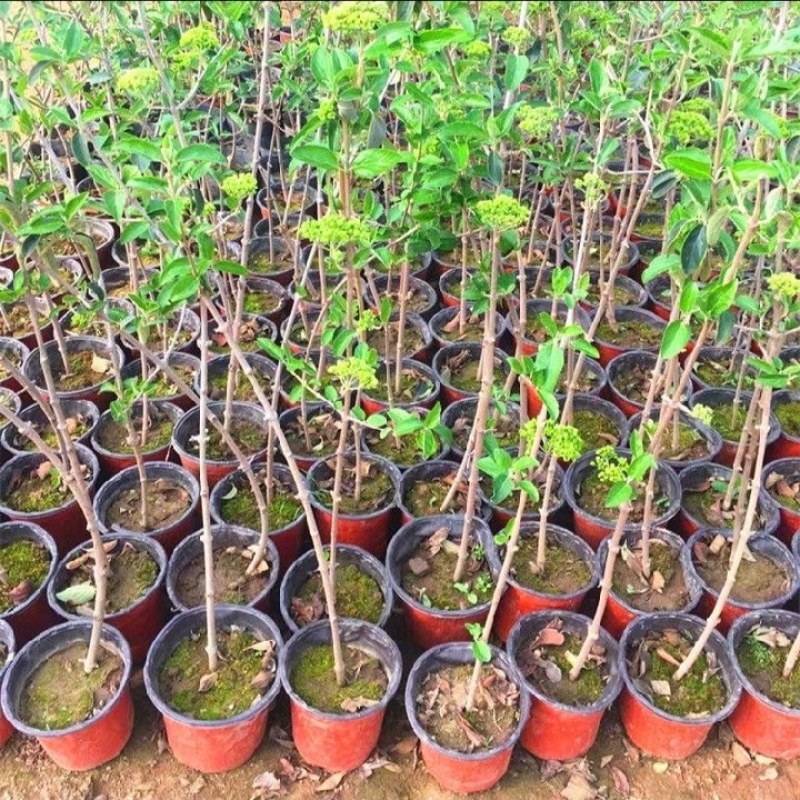 中华木绣球花树苗盆栽白色大花绣球斗球麻马球花卉绿植物阳台