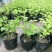 中华木绣球花树苗盆栽白色大花绣球斗球麻马球花卉绿植物阳台