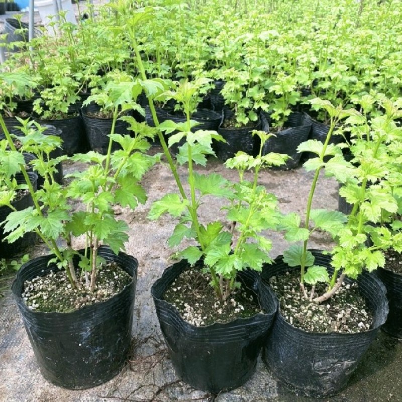 中华木绣球花树苗盆栽白色大花绣球斗球麻马球花卉绿植物阳台