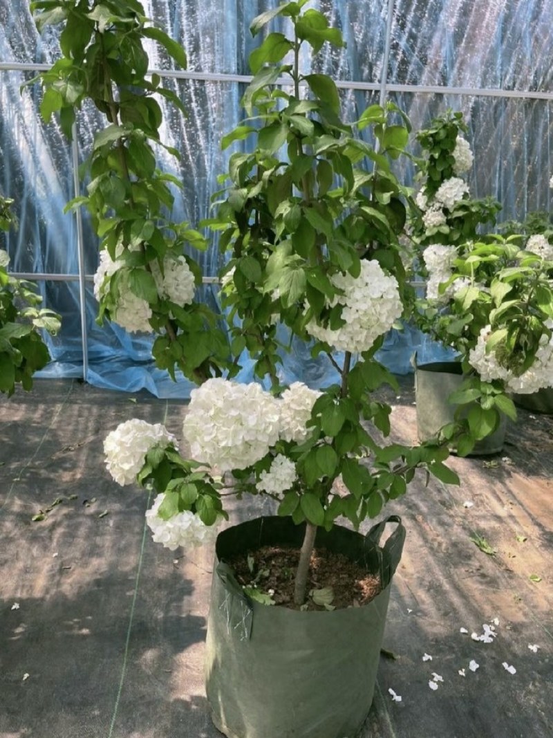 中华木绣球花树苗盆栽白色大花绣球斗球麻马球花卉绿植物阳台