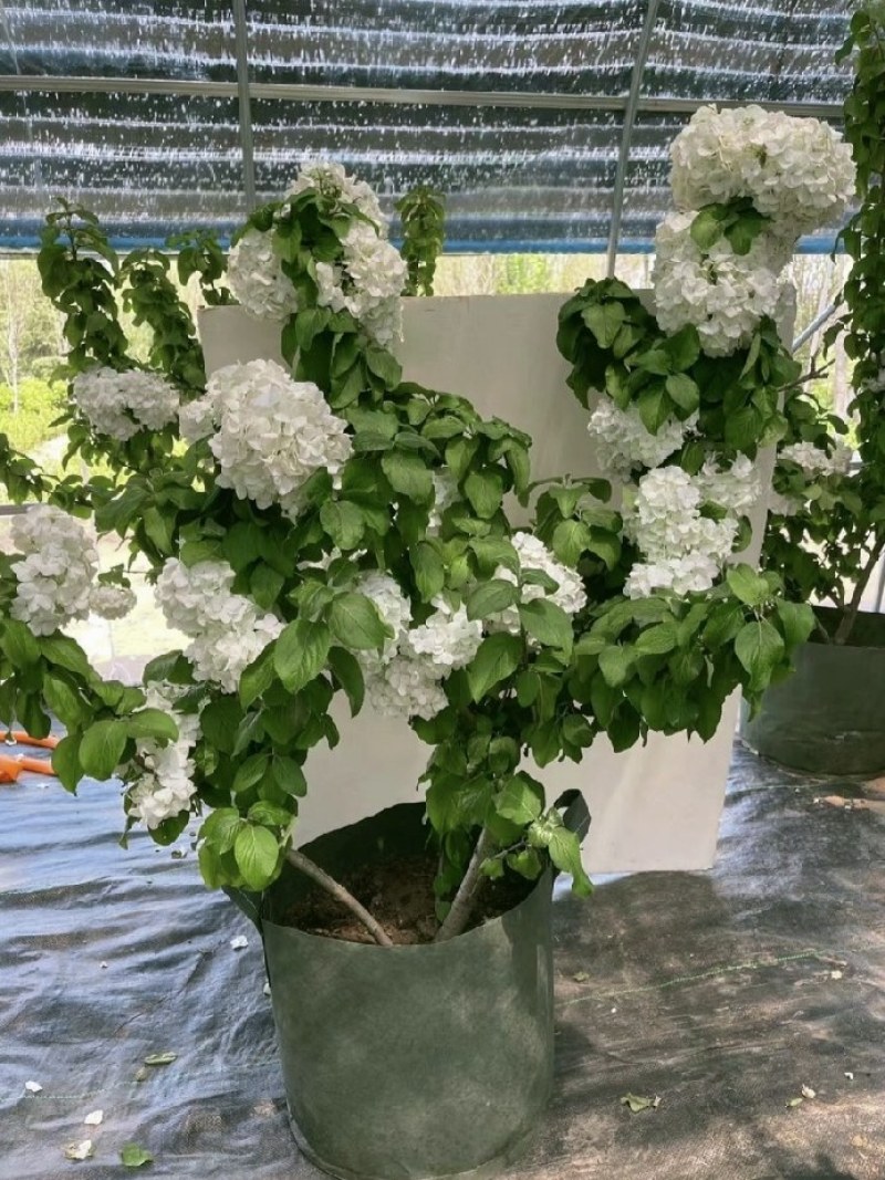 中华木绣球花树苗盆栽白色大花绣球斗球麻马球花卉绿植物阳台