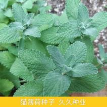 新品猫薄荷种子种籽春季夏季秋季四季阳台盆栽香草食用猫薄荷