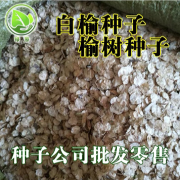 榆树种子金叶榆籽白榆籽批发零售包发芽提供技术指导