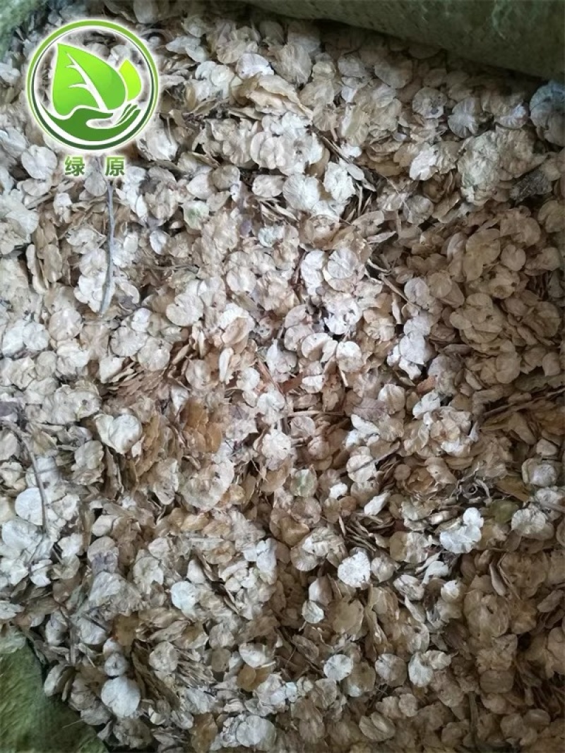 榆树种子金叶榆籽白榆籽批发零售包发芽提供技术指导